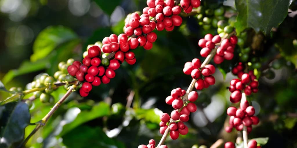 Vườn cà phê